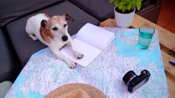 Σχεδιασμός Ταξίδι Κάνοντας Σημειώσεις Αξιολάτρευτο Μικρό Σκυλί Jack Russell Terrier — Αρχείο Βίντεο