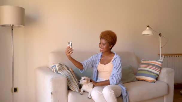 電話を持って犬を撫でる 彼女の小さなかわいいペットジャック ラッセル テリアと明るいリビングルームでベージュのソファに座って自宅で美しい暗い肌の女性 携帯電話のビデオ通話ビデオ映像を使用する — ストック動画