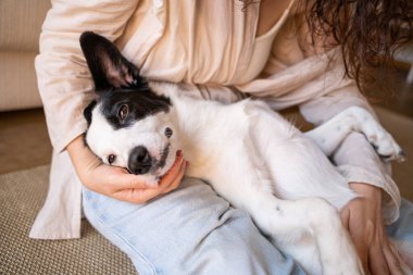 Cuddling with adorable black and white outbred dog. Pet enjoying her owner petting a dog reduces stress. Happy moment at home with dog . slow life concept. Blue jeans clipart