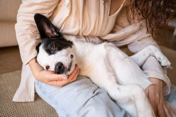 Kuscheln Mit Entzückenden Schwarz Weißen Mischlingshunden Haustiere Die Ihrem Besitzer — Stockfoto