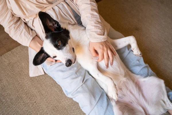 白い犬を飼います ペットへの愛と信頼 犬は背に横たわって腹を立て所有者の足の上に 喜びと愛 抱っこのリラックスした瞬間 — ストック写真