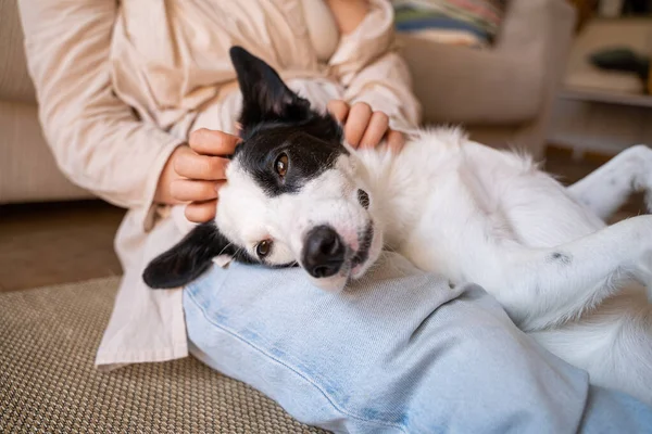 Pet enjoyment. relaxed dog enjoys the petting of the owner. Happy black and white dog petted by woman in blue jeans. sleepy contented dog with closed eyes