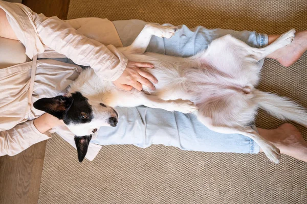 Mutlu Köpeğin Tapılası Sevişmesi Köpekçik Sahibinin Kucağında Yatıyor Rahatlama Bakım — Stok fotoğraf