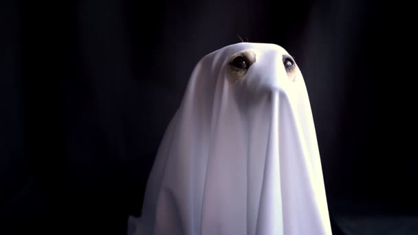 Cão Fantasma Halloween Branco Fantasias Olhos Olhando Para Câmera Fundo — Vídeo de Stock