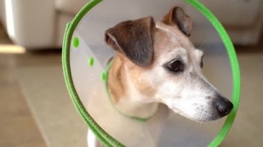 Elizabeth döneminden kalma tasmalı sevimli küçük bir köpek dikkatlice kameraya bakıyor. Zarara karşı korunmak için hastalıklı köpek tasmasından kurtuldum. Evcil hayvanlar video görüntülerini önemser