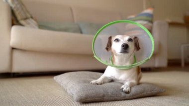 Elizabeth yakalı küçük bir köpek yerde yatıp dinleniyor. Sevimli evcil hayvan Jack Russell Terrier kameraya bakarak rahatlıyor. Ev videosundaki Ev Hayvanı