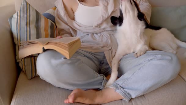 Cane Libro Lettura Con Animale Domestico Cane Bianco Nero Che — Video Stock