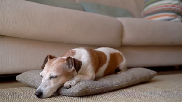 眠そうな目でカメラを見て眠りに落ちる愛らしい犬のジャック ラッセル テリア 床にソファの近くのリビングルームで 居心地の良い快適なホームタイムビデオ映像 動物ペットのテーマ — ストック動画