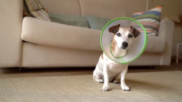 エリザベスのかわいい小さな犬がフル成長している襟は リビングルームのソファの横にある床に座っているカメラを注意深く見ています 病気の手術から回復 家畜の世話 — ストック動画