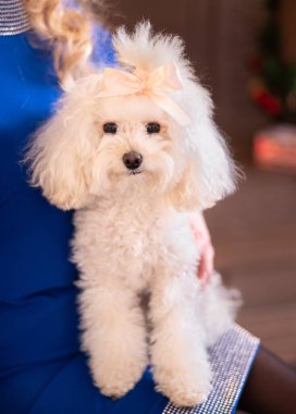 Yakından fiyonklu bir İtalyan süs köpeği yavrusu. Tatil hediyesi..