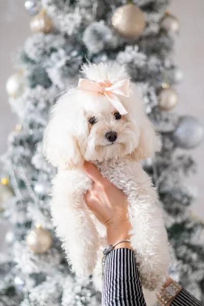 Portrait Italian Lapdog Puppy His Arms Dog Girl Bow Breed — Stock Photo, Image