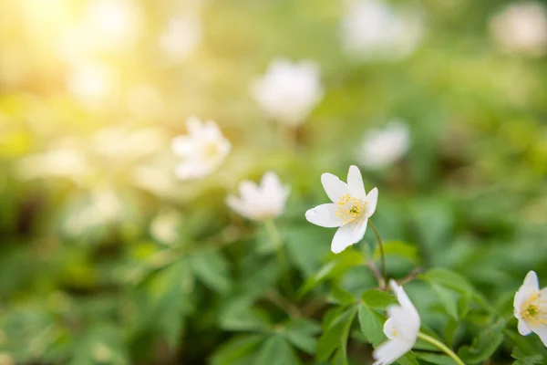 Lindas Flores Brancas Anêmonas Primavera Fundo Céu Azul Floresta Luz — Fotografia de Stock