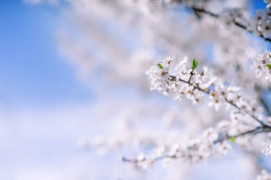 Güzel bir bahar arkaplanı. Mavi bir arkaplanda beyaz çiçekli, metin için alanı olan bir dal.