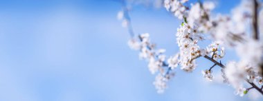 Güzel bir bahar bayrağı. Mavi bir arkaplanda beyaz çiçekli, metin için alanı olan bir dal.