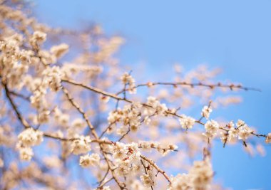 Bahar arka planı. Mavi bir arkaplan üzerinde beyaz çiçeklerle çiçek açan dallar ve metin için alan