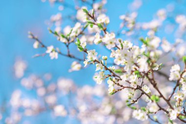 Güzel bir bahar arkaplanı. Mavi bir arkaplanda beyaz çiçekli, metin için alanı olan bir dal.