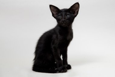 Cute black  oriental two-month kitten clipart