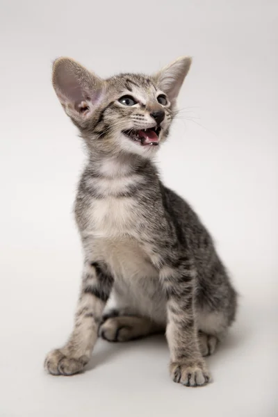 गोड राखाडी टॅब्बी ओरिएंटल मांजर — स्टॉक फोटो, इमेज