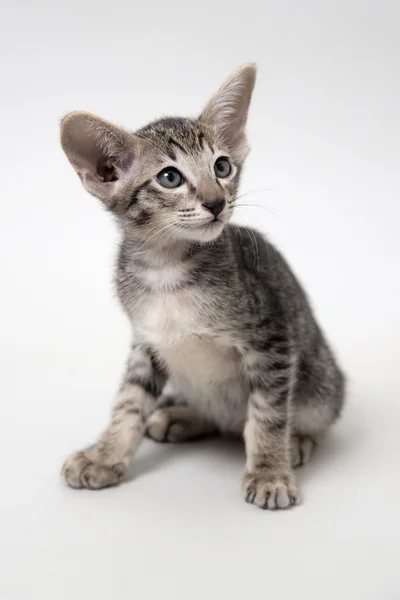 Doce cinza tabby oriental gatinho — Fotografia de Stock