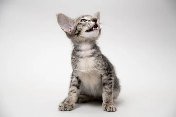 甘い鳴き声灰色とら子猫 — ストック写真