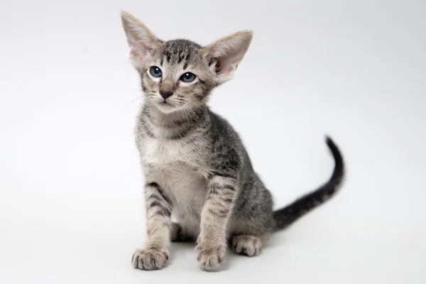 गोड राखाडी टॅब्बी ओरिएंटल मांजर — स्टॉक फोटो, इमेज
