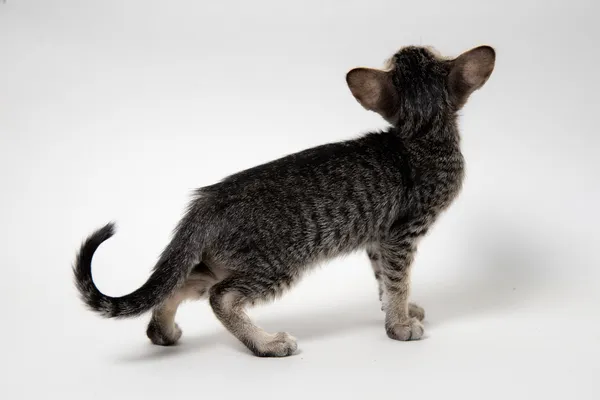 甘いの灰色のぶち東洋子猫 — ストック写真