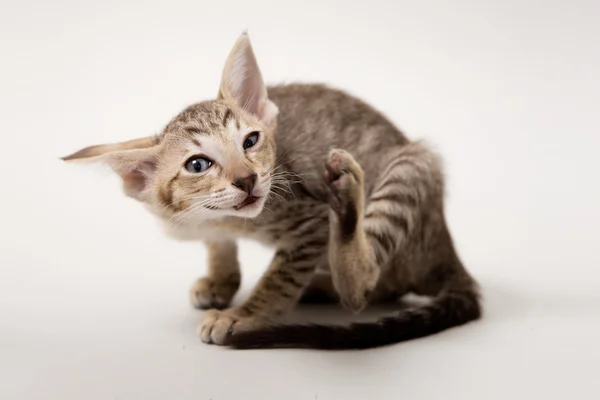 Funny scratching red oriental two-month kitten — Stock Photo, Image