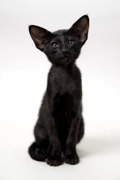 Cute black  oriental two-month kitten — Stock Photo, Image