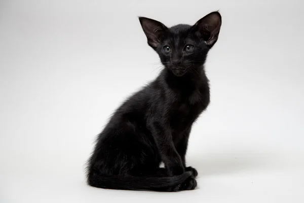 सुंदर काळा ओरिएंटल दोन महिने मांजर — स्टॉक फोटो, इमेज