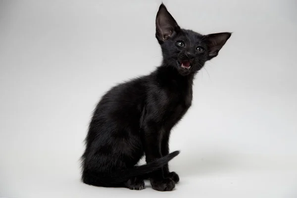 ニャーと鳴く面白いの黒い東洋 2 ヶ月の子猫 — ストック写真