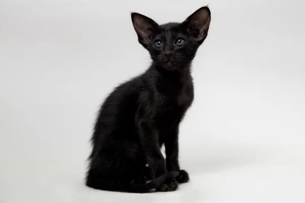 Cute black  oriental two-month kitten — Stock Photo, Image