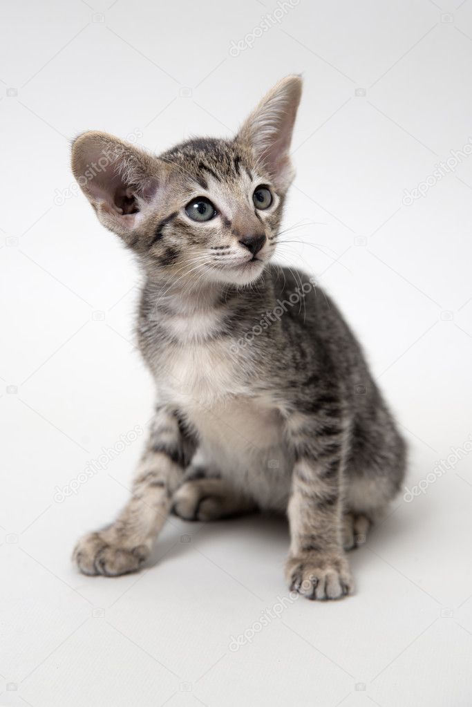 Sweet grey tabby oriental kitten