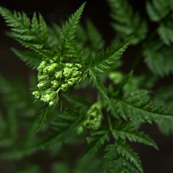 Youn blossom plant — Stock Photo, Image