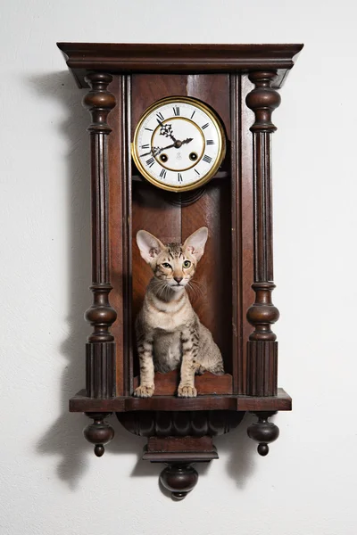 Inteligente difícil guiño gatito sentarse en los relojes y atentamente mirando a la audiencia . —  Fotos de Stock