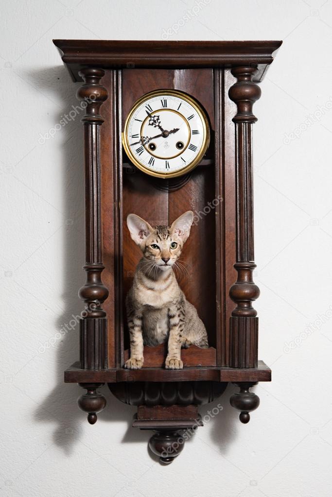 Smart tricky winking kitten sit in the clocks and attentively looking at the audience.