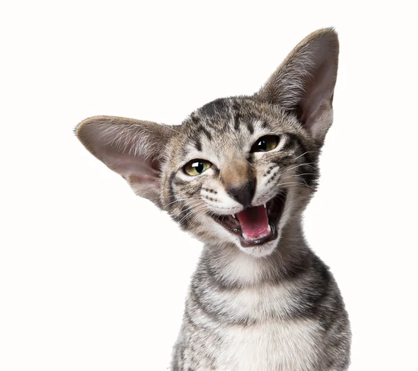 面白い笑顔醜い鳴き小さな子猫 — ストック写真