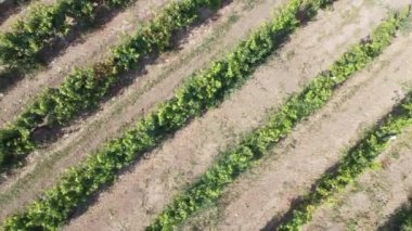 Tarım alanında sıralanmış üzüm bağları. Üzüm tarlasının en üst görüntüsü.