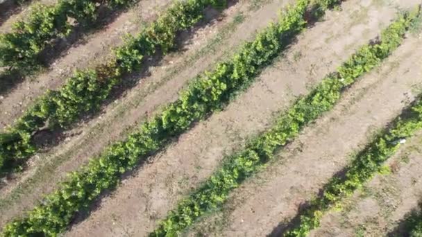Rangées de vignobles dans le domaine agricole. Vue de dessus sur la plantation de raisins. — Video