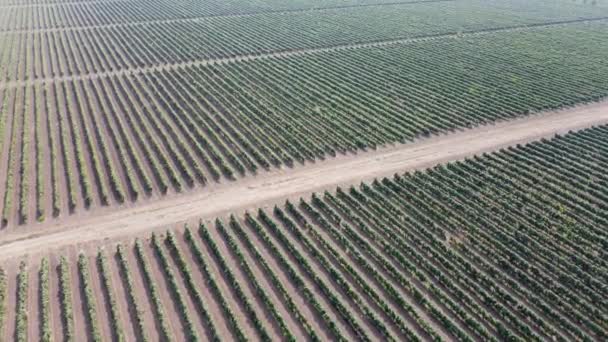 Plantaciones de viñedos desde una vista de pájaro. — Vídeo de stock