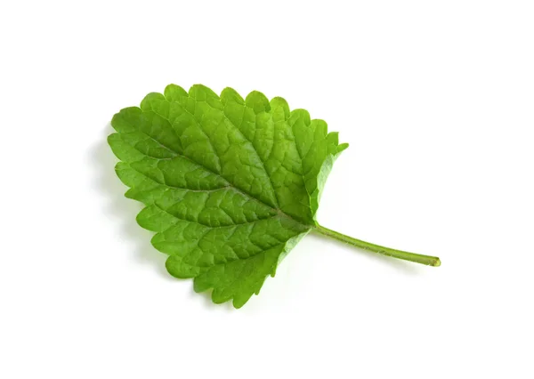 Πράσινο Φύλλο Από Βάλσαμο Λεμονιού Απομονωμένο Λευκό Φόντο — Φωτογραφία Αρχείου