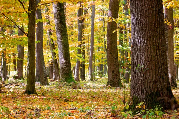 Árboles Bosque Con Hojas Amarillas Que Caen Otoño —  Fotos de Stock