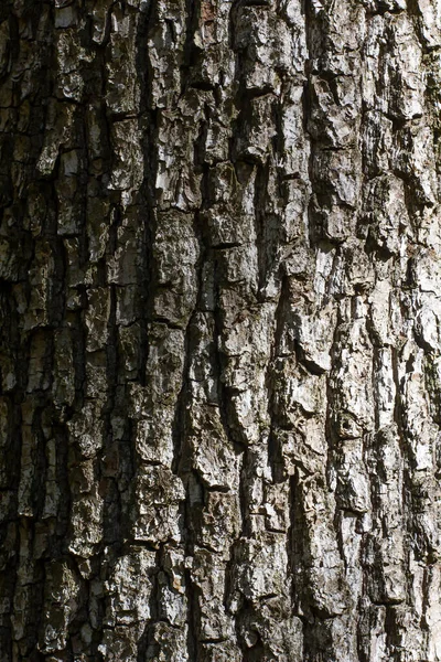 Кора Дерева Текстура Тенью Сеткой Освещения — стоковое фото