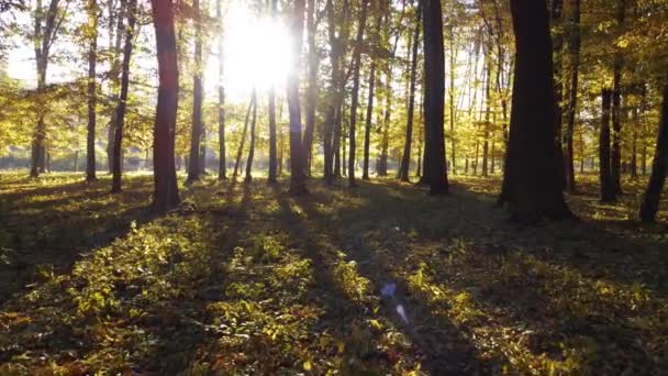 Salida Del Sol Bosque Otoño Rayos Luz Sombra Árboles Altos — Vídeos de Stock