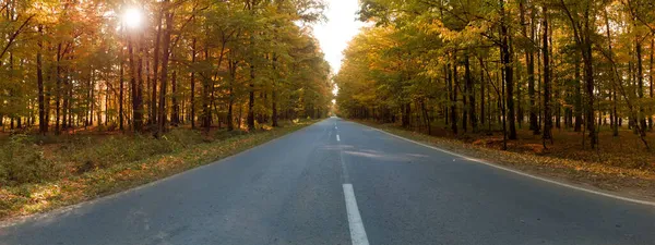 Route Asphaltée Droite Travers Une Forêt Automne Colorée Matin Les — Photo