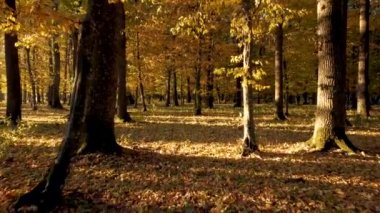 Sonbahar ormanlarında yürüyün ve ağaçlarda sarı yapraklar olsun. Güneşin sabah ışıklarıyla dolu renkli bir sonbahar