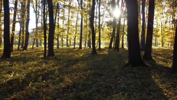 黄色の葉と朝の太陽の間の秋の森をゆっくりと移動します 公園内の美しい自然背景 — ストック動画