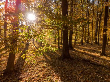 Ağaçların altında ve dalların arasında, ormanda renkli yapraklar var. Sabah güneşinin parıltısı. Parktaki güzel doğa manzarası