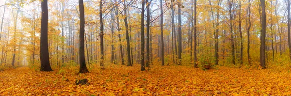 Panorama Bosque Otoñal Con Hojas Caídas Con Niebla Matutina —  Fotos de Stock