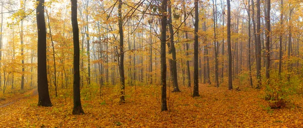 Осінній Пейзаж Лісі Барвистим Жовтим Помаранчевим Листям Землі Гілками Дерев — стокове фото