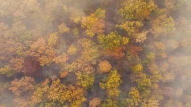 Sonbahar ormanının en üst manzarası ve ormanın üzerinde sabah sisi uçuşuyor. Yoğun bir ormanda renkli ağaçlar.